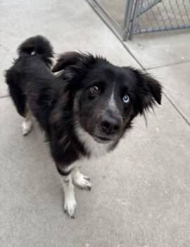 Sky Blue -  Border Collie and Husky Dog for Adoption in Orland Hills, Illinois - Sky Blue | PetCurious