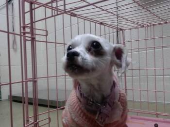 FOXY -  Poodle and Mixed Breed Dog for Adoption in Moreno Valley, California - FOXY | PetCurious
