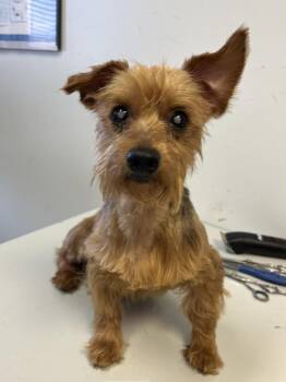 Rescue Yorkshire Terrier Dogs for Adoption in The Woodlands, Texas - Jiminy | PetCurious
