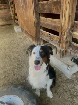 Rescue Border Collie Dogs for Adoption in Bend, Oregon - Wolf | PetCurious