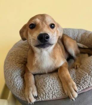 MAE MAE -  Carolina Dog Dog for Adoption in Fuquay-varina, North Carolina - MAE MAE | PetCurious