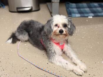 Saoirse -  Lhasa Apso Dog for Adoption in Mundelein, Illinois - Saoirse | PetCurious