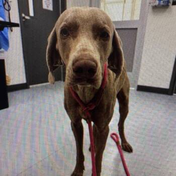 Weimaraner Dogs Available for Adoption - Goose 0778 | PetCurious