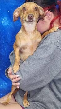 Chihuahua and Dachshund Dogs Available for Adoption in Wetumpka, Alabama - 260414  Bonnie | PetCurious