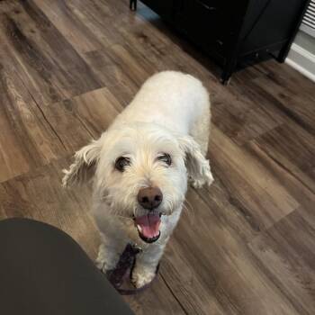 Joy -  Maltese and Poodle Dog for Adoption in Rockville, Maryland - Joy | PetCurious