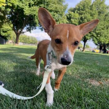 Boomer -  Miniature Dachshund and Chihuahua Dog for Adoption in Nampa, Idaho - Boomer | PetCurious