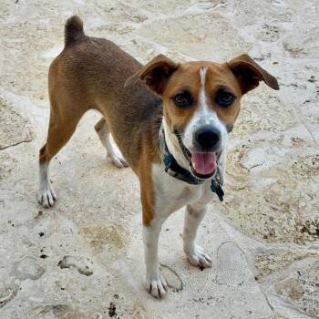 Tuco-Available Soon! -  Mixed Breed Dog for Adoption in Conway, New Hampshire - Tuco-Available Soon! | PetCurious