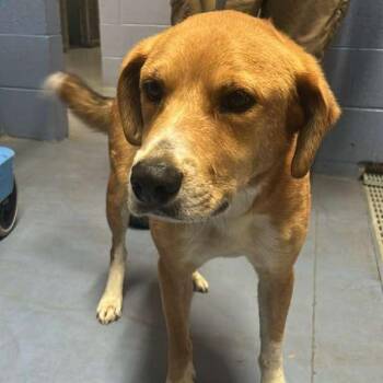 Bob -  Mixed Breed Dog for Adoption in Gadsden, Alabama - Bob | PetCurious