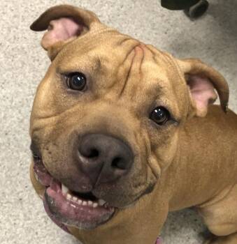 Beau Jangles -  American Staffordshire Terrier Dog for Adoption in Des Moines, Iowa - Beau Jangles | PetCurious