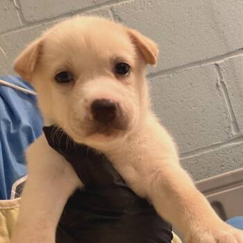 Marlowe 6332 -  Husky and Mixed Breed Dog for Adoption in Loxahatchee Groves, Florida - Marlowe 6332 | PetCurious