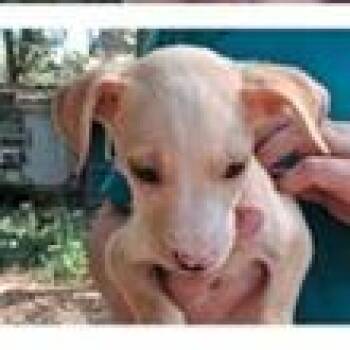Gio Greenwood -  Terrier Dog for Adoption in Tampa, Florida - Gio Greenwood | PetCurious