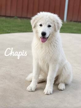 Chapis -  Retriever and Great Pyrenees Dog for Adoption in Lucas, Texas - Chapis | PetCurious