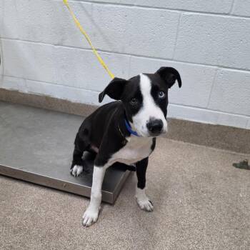 Jed Clampet -  Mixed Breed Dog for Adoption in Ardmore, Oklahoma - Jed Clampet | PetCurious