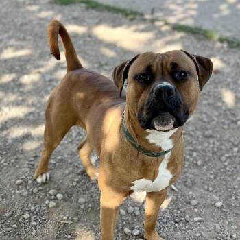 Eddie -  Pit Bull Terrier Dog for Adoption in Buffalo, New York - Eddie | PetCurious
