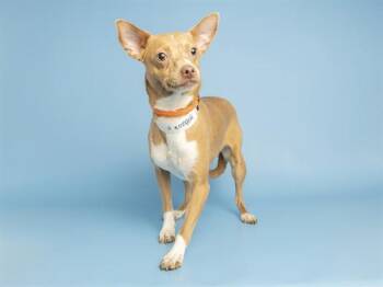 FLACA -  Chihuahua Dog for Adoption in Phoenix, Arizona - FLACA | PetCurious