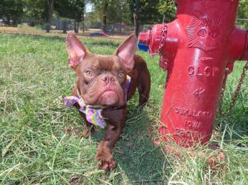 Bugsy -  American Bulldog Dog for Adoption in Denver, Colorado - Bugsy | PetCurious