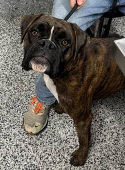 Piper -  Boxer and Mixed Breed Dog for Adoption in West Chester, Pennsylvania - Piper | PetCurious