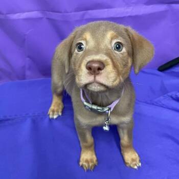 Shepherd Dogs Available for Adoption in North Myrtle Beach, South Carolina - Oracle | PetCurious