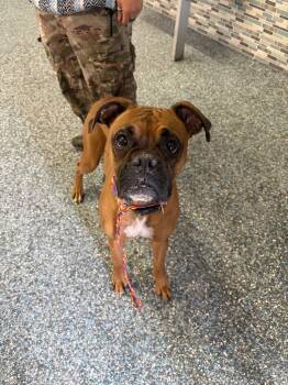 Emma -  Boxer Dog for Adoption in Carson City, Nevada - Emma | PetCurious