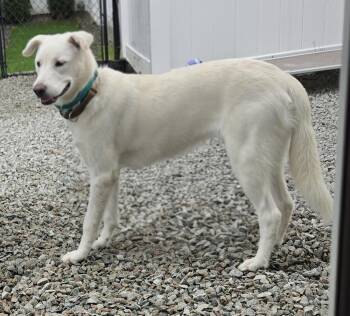 Jill -  Great Pyrenees and Labrador Retriever Dog for Adoption in Norfolk, Massachusetts - Jill | PetCurious