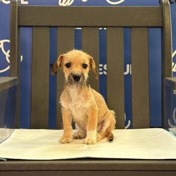 BOONE -  Terrier Dog for Adoption in Waterford, New Jersey - BOONE | PetCurious