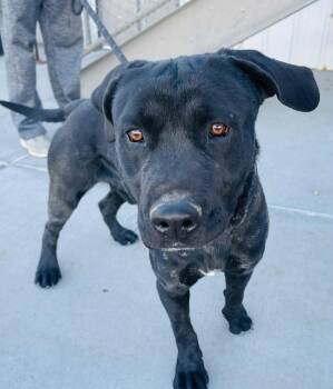 Rescue Pit Bull Terrier and Black Labrador Retriever Dogs for Adoption in Green River, Wyoming - Willie | PetCurious