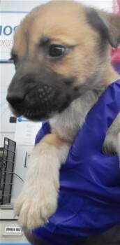 AUBURN -  Mixed Breed Dog for Adoption in Dallas, Texas - AUBURN | PetCurious