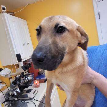 Black Mouth Cur Dogs Available for Adoption - Delilah | PetCurious