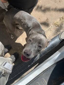 A479747 -  American Staffordshire Terrier Dog for Adoption in Oklahoma City, Oklahoma - A479747 | PetCurious