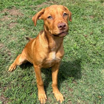 Twilight -  Chihuahua and Pit Bull Terrier Dog for Adoption in Roxboro, North Carolina - Twilight | PetCurious