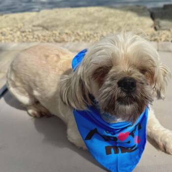 Boss -  Shih Tzu and Mixed Breed Dog for Adoption in Ferndale, Michigan - Boss | PetCurious