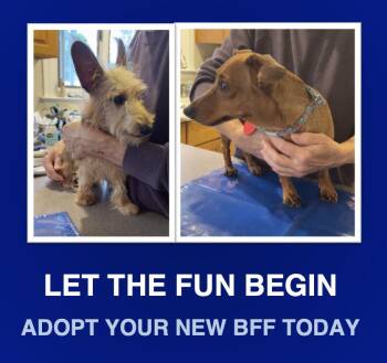 Rescue Dachshund Dogs for Adoption in Morrisville, Pennsylvania - Lola And Slinky | PetCurious