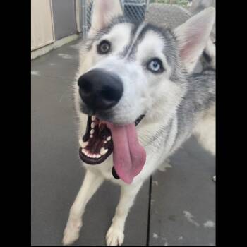 Niko -  Husky Dog for Adoption in Bismarck, North Dakota - Niko | PetCurious