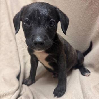 Rescue Mixed Breed Dogs for Adoption in Fredericksburg, Virginia - Listen Linda *Available October 24th* | PetCurious