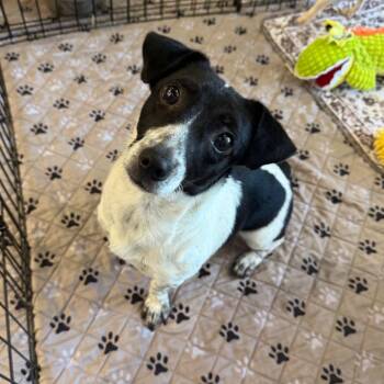 Athena -  Jack Russell Terrier and Rat Terrier Dog for Adoption in St. Augustine, Florida - Athena | PetCurious