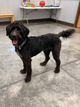 Enzo -  Labradoodle Dog for Adoption in Baker, Louisiana - Enzo | PetCurious