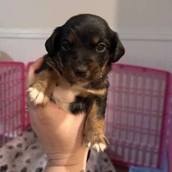 Jim -  Dachshund and Mixed Breed Dog for Adoption in Baton Rouge, Louisiana - Jim | PetCurious
