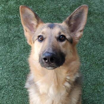 Riley -  Mixed Breed Dog Available for Adoption in Fairport, New York - Riley | PetCurious