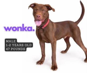Wonka -  Labrador Retriever Dog for Adoption in Ashland, Kentucky - Wonka | PetCurious