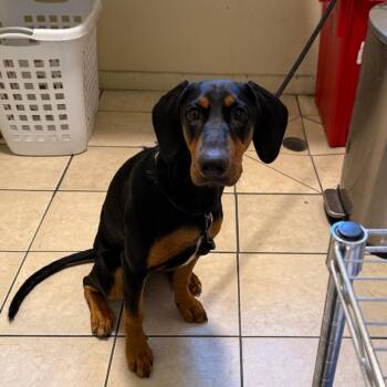 Doberman Pinscher Dogs Available for Adoption in Pasadena, California - Cupcake | PetCurious