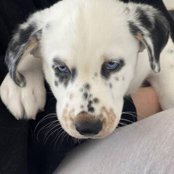 Catahoula Leopard Dog and Great Pyrenees Dogs Available for Adoption - Otto~ She’s Adorable! | PetCurious