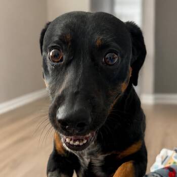 Anthony A1432392 -  Dachshund Dog for Adoption in Las Vegas, Nevada - Anthony A1432392 | PetCurious
