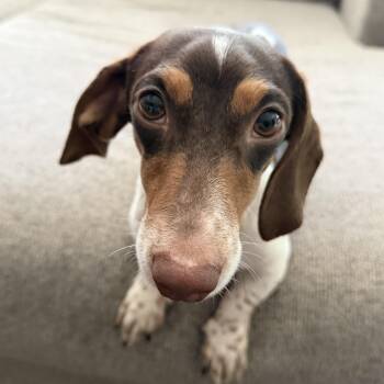 Nathan -  Dachshund Dog Available for Adoption in Normal, Illinois - Nathan | PetCurious