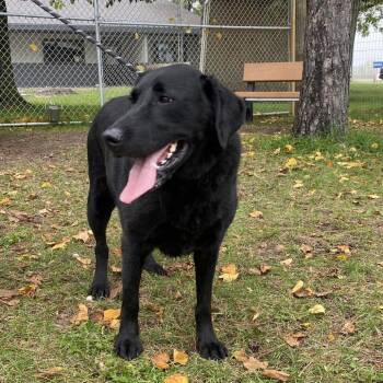 Blaze -  Black Labrador Retriever and Golden Retriever Dog for Adoption in Wadena, Minnesota - Blaze | PetCurious