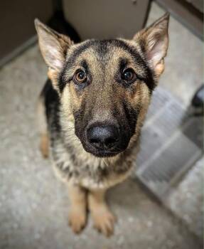 MURRAY -  German Shepherd Dog Dog for Adoption in Clyde, North Carolina - MURRAY | PetCurious