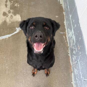 Magnolia -  Rottweiler Dog for Adoption in Columbus, North Carolina - Magnolia | PetCurious