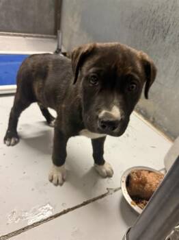 Labrador Retriever and Mixed Breed Dogs Available for Adoption - A425693 | PetCurious