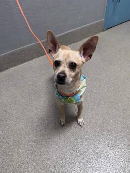 BUDDY -  Chihuahua Dog for Adoption in Las Vegas, Nevada - BUDDY | PetCurious