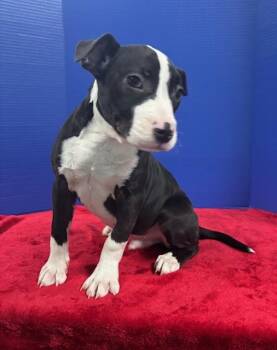 Labrador Retriever and Mixed Breed Dogs Available for Adoption - Bissell | PetCurious