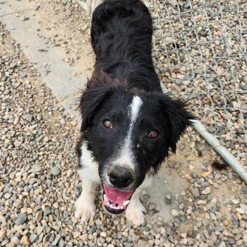 Callie -  Border Collie Dog for Adoption in North Battleford, Saskatchewan - Callie | PetCurious